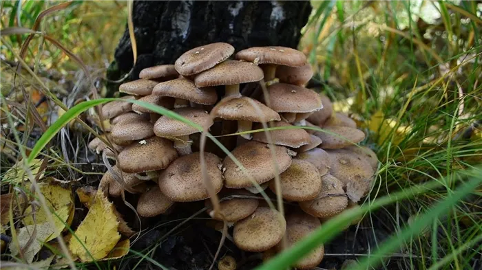 Осенние грибы опята