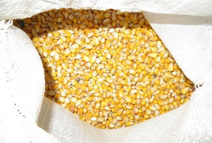 Сохранить семена кукурузы