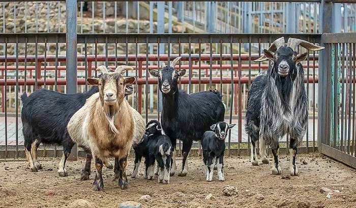Камерунская семья козлов