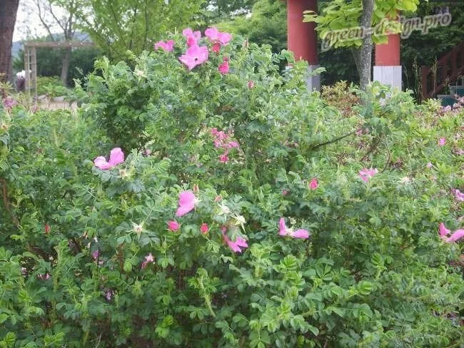Rosa rugosa (Роза ругоза)