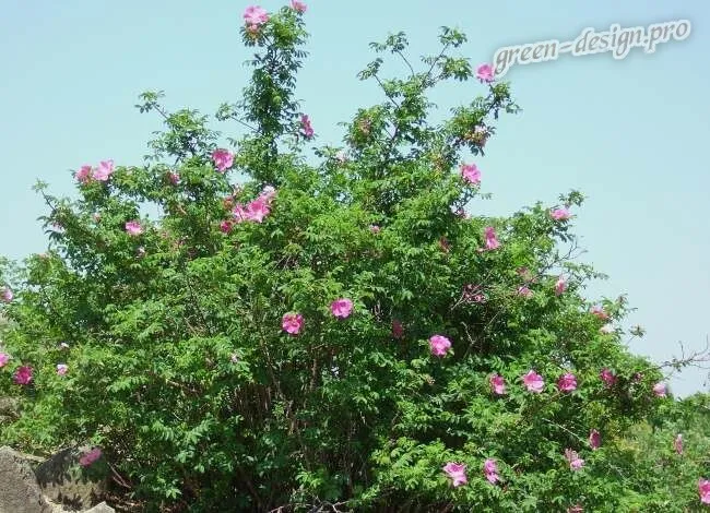 Георгиновая роза (Rosa davurica)