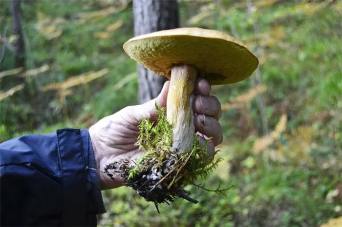 Масляные грибы