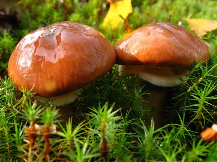 Масляные грибы: что вы о них знаете?