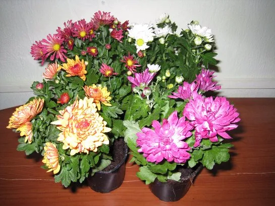 Фото: flowers-in-home.ru