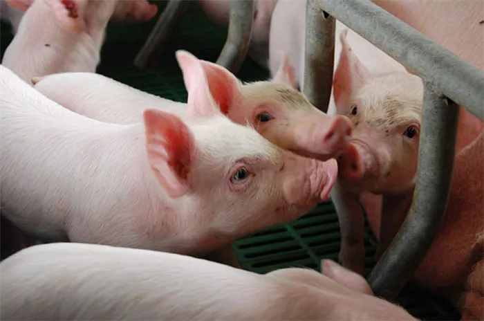 Сегодня сухие смеси в основном используются для откорма свиней.