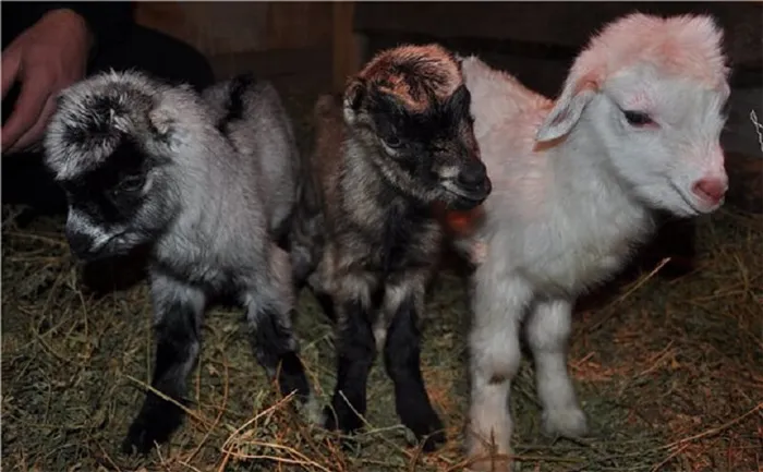 Ламанчская коза: особенности игры и ухода