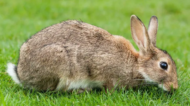 Травяной кролик