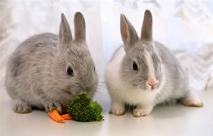 Кролики едят овощи