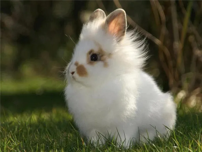 Кролики, сколько они живут и почему так мало?