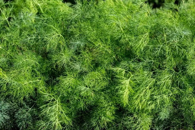 Зонтики - лучшие травы укропа без зонтиков для выращивания в домашних условиях