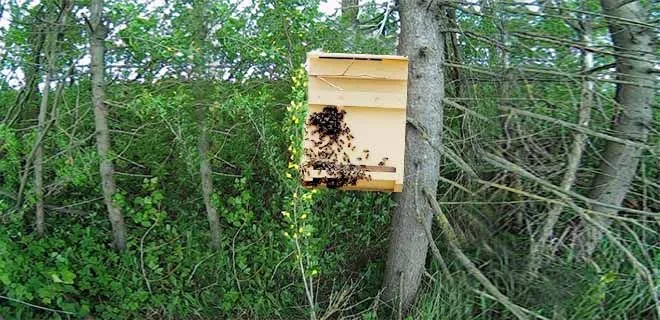 Ловушки для пчел на деревьях