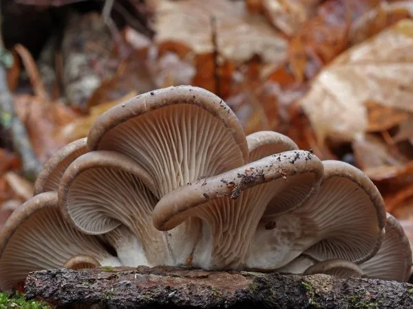 В Приморском крае широко распространены следующие грибы