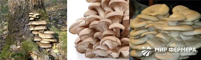 Как выглядит гриб вешенка?