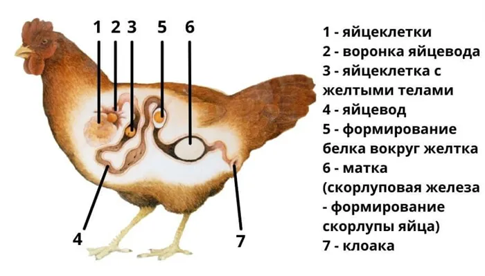 Физиология формирования куриного яйца