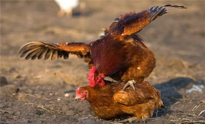 Петух толкает курицу
