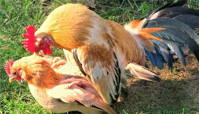 Оплодотворение курицы