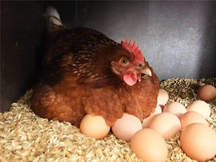 Курица рожает много яиц.