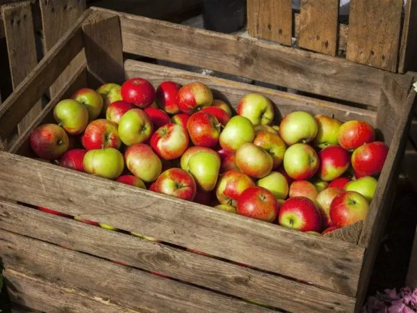 Яблоки можно использовать в различных блюдах