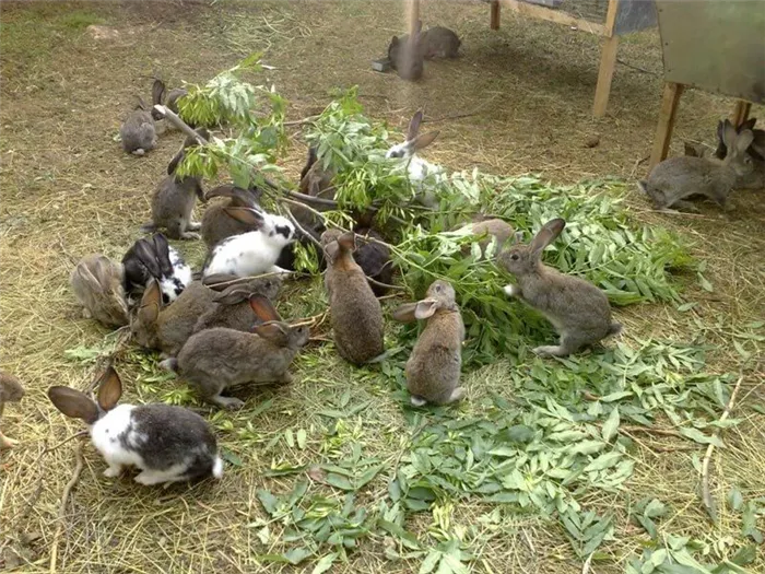 Кролики на фермах