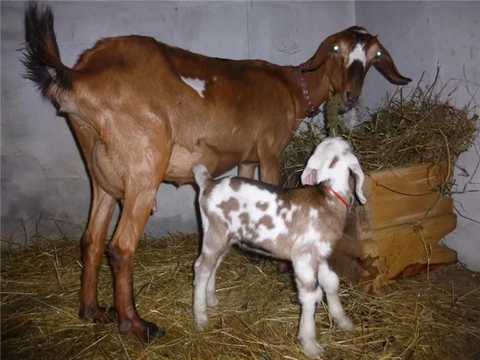 Козленок с матерью и овцой в Нубии