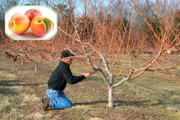 Как правильно обрезать персики осенью и что для этого нужно сделать