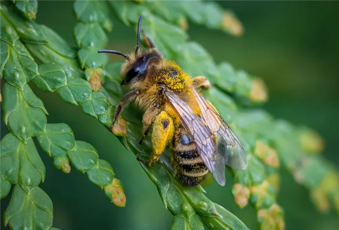 Пчелы: питание, образ жизни и среда обитания
