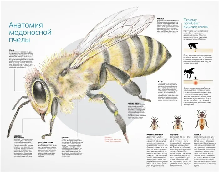 Структура медоносной пчелы
