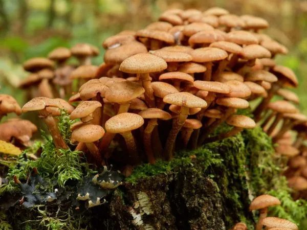 Особенности роста грибов в лесу
