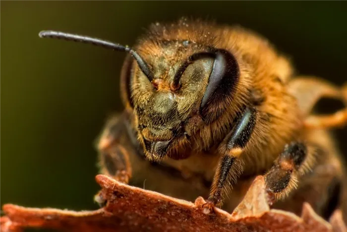 Как видят медоносные пчелы