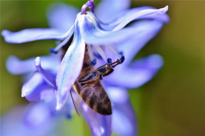 Синий - любимый цвет пчел