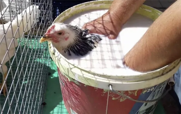 Ванна для обработки цыплят