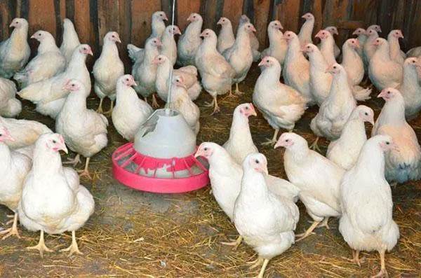 Ежедневно проверяйте курятник, чтобы куры не высиживали яйца.