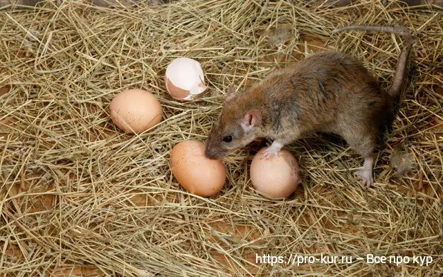Крысы крадут фотографии куриных яиц.