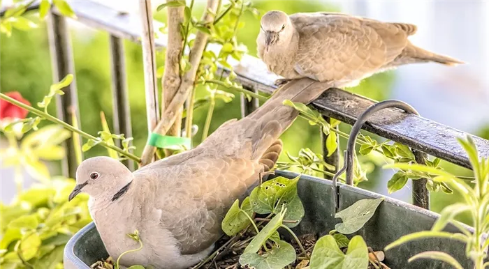 Как отпугнуть птиц от участка: 9 лучших способов
