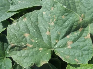 Ржавые пятна на листьях огурцов: причины и лечение