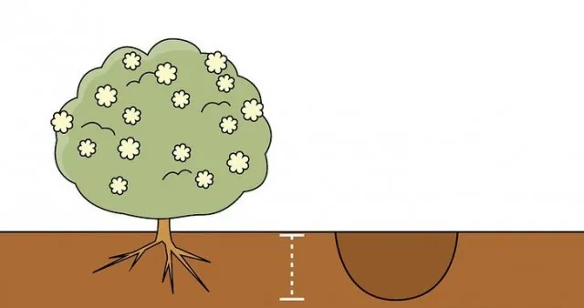 Размер посадочной ямы напрямую зависит от объема корневой системы саженца.