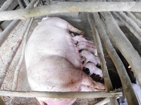 Рождение свиней.