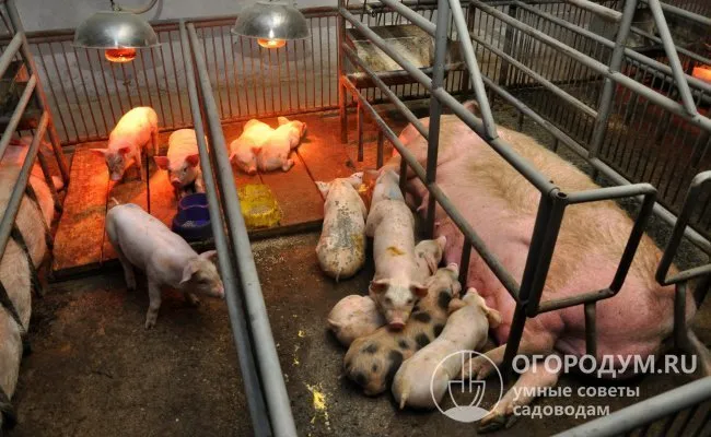 Для свиней должны быть предусмотрены отдельные помещения с принудительным отоплением и защитным ограждением для беременных свиноматок и ожидаемых пометов.