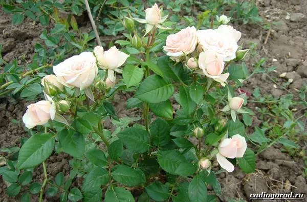 Роза-патио-цветок-описание-характеристики и уход-форт-роза-патио-6
