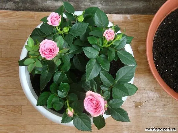 Цветок патио роза - Учебный план - Специфический для патио роза 7