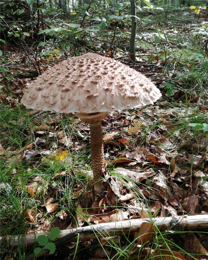 1-Зонтичные грибы