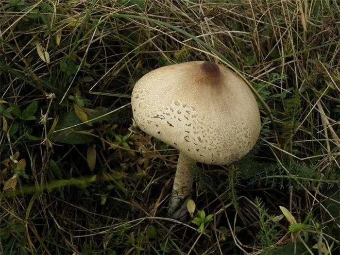 Зонтичные грибы