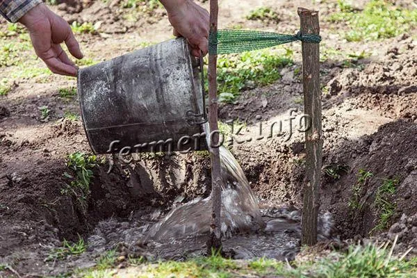 Если яма полностью засыпана почвой, а саженец не укрыт так или иначе, его можно привязать к гвоздю и полить двумя-тремя ведрами воды.