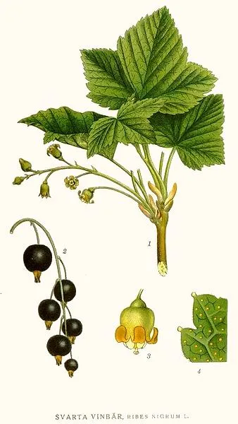 281 Ribes nigrum.jpg
