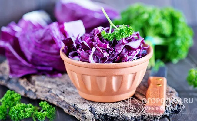 Красный сорт капусты лучше всего подходит для приготовления свежих салатов.