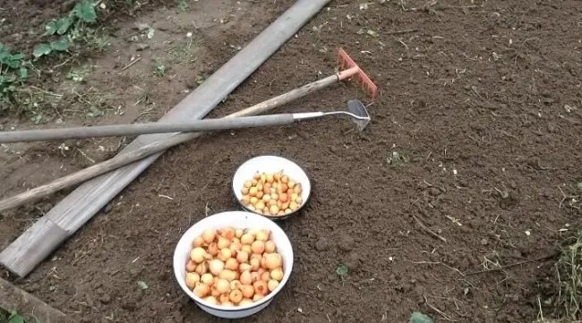 Как подготовить и посадить лук-порей?