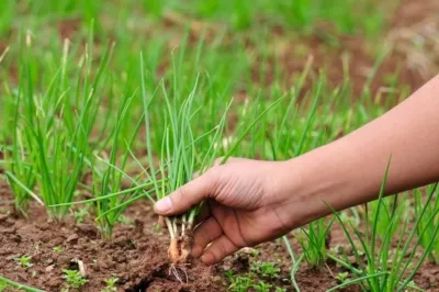Совет садоводам: как правильно резать лук, чтобы получить желаемый урожай?