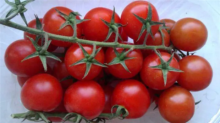Какова польза помидоров черри для организма?