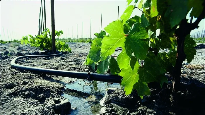 Удобрения, наиболее подходящие для весеннего винограда, и способ их внесения