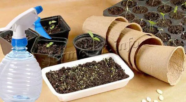 Когда семена прорастут, снимите пластиковую крышку и уменьшите полив через 2-3 дня.